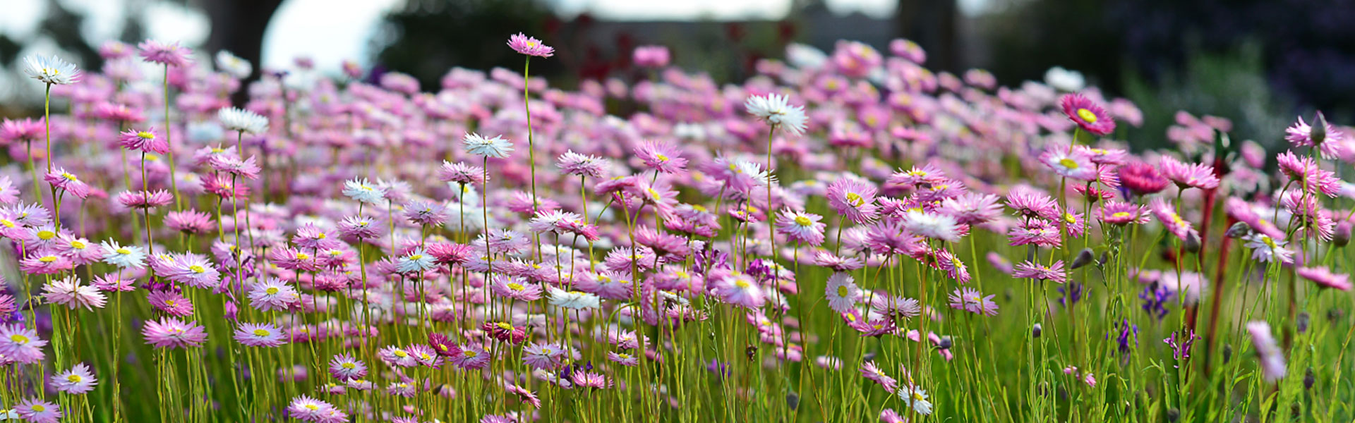 10 February 2026 - Annual Electors Meeting